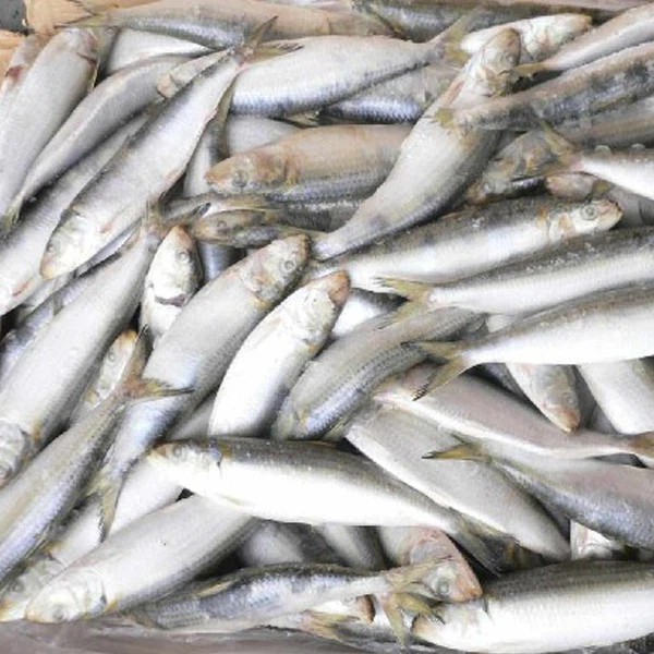 Sardine Whole Round